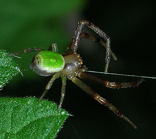 Misumenops tricuspidatus (Ebrechtella)